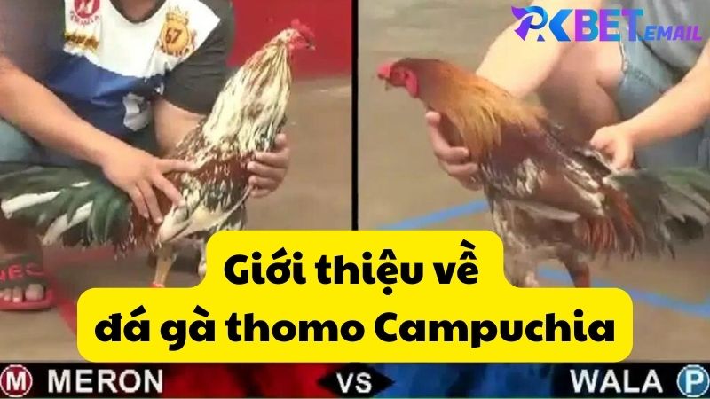 Giới thiệu về đá gà thomo Campuchia