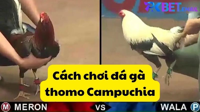 Cách chơi đá gà thomo Campuchia