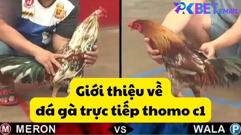 Giới thiệu về đá gà trực tiếp thomo c1