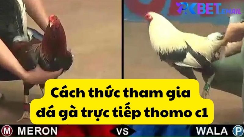 Cách thức tham gia đá gà trực tiếp thomo c1