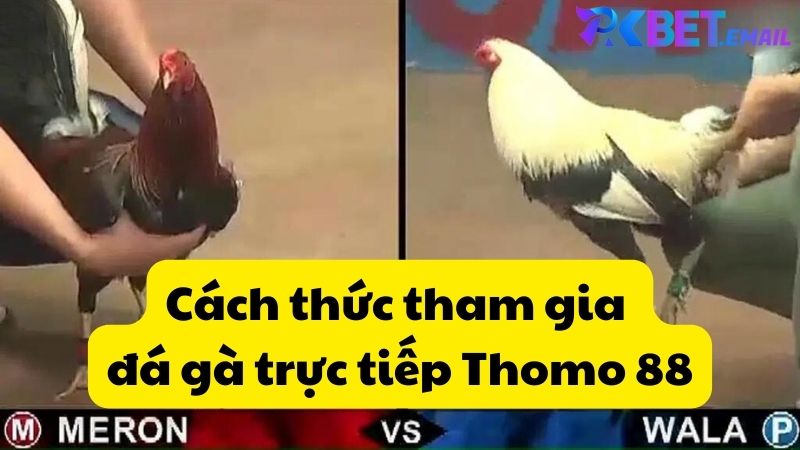 Cách thức tham gia đá gà trực tiếp Thomo 88